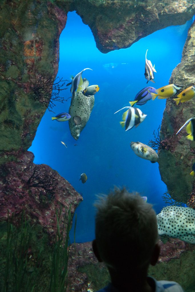 Prachtige (tropische) aquaria in het Grand aquarium de Saint Malo.