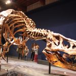 Trix de T. rex in Naturalis