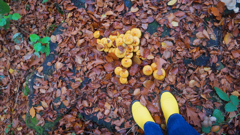 Gele paddenstoelen bij m'n gele laarsjes.
