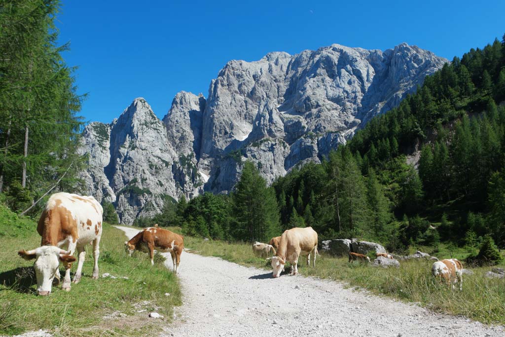 En deze koeien maken het Alpen-gevoel compleet.