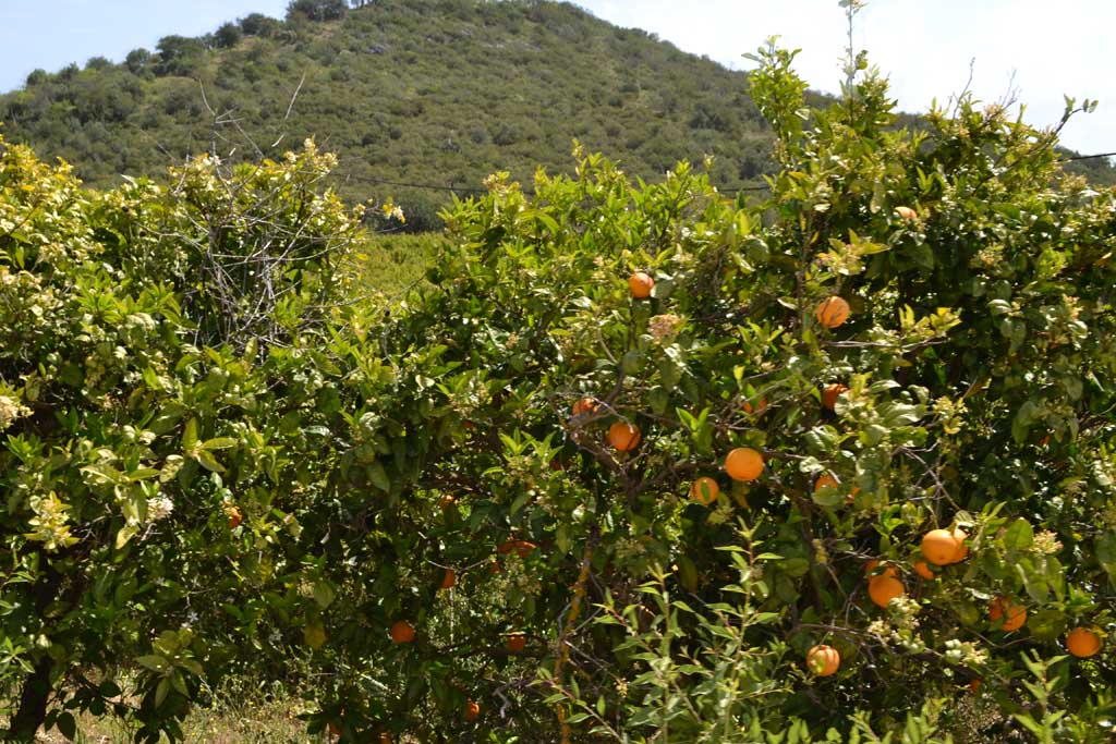 Sinaasappelbomen