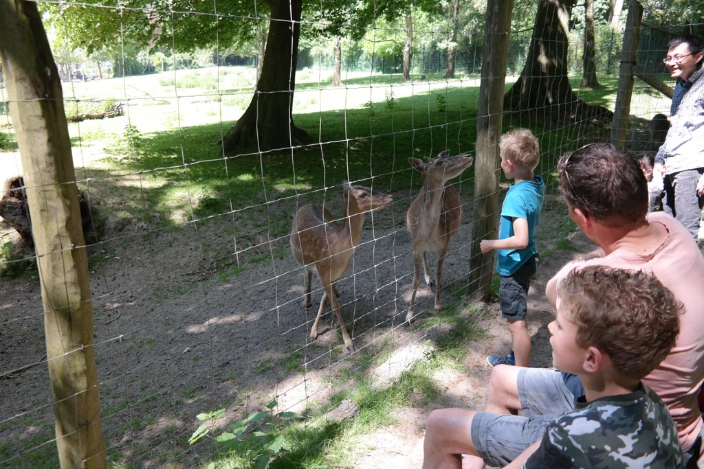 Hertjes voeren.