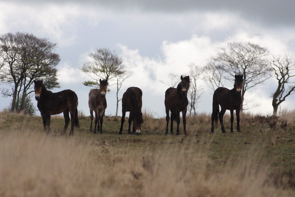 De Exmoor pony's kom je vast en zeker tegen als je gaat wandelen in Exmoor.