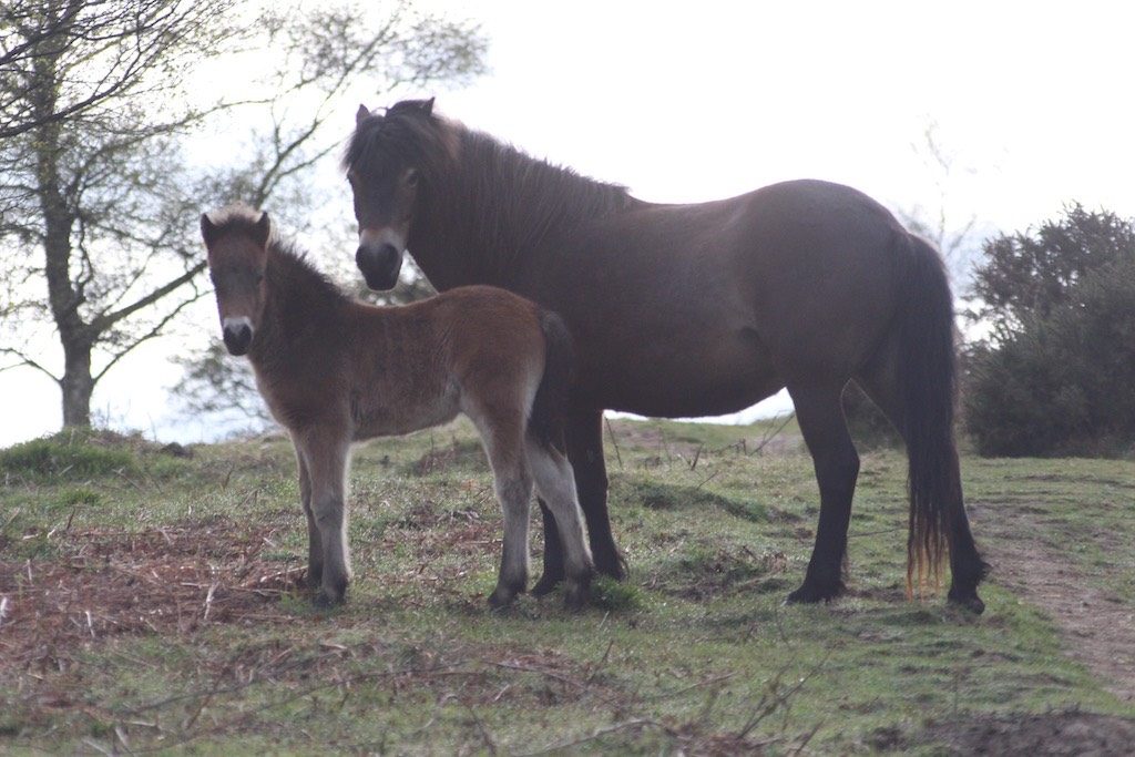 Wij zagen ook veel pony's met veulens.