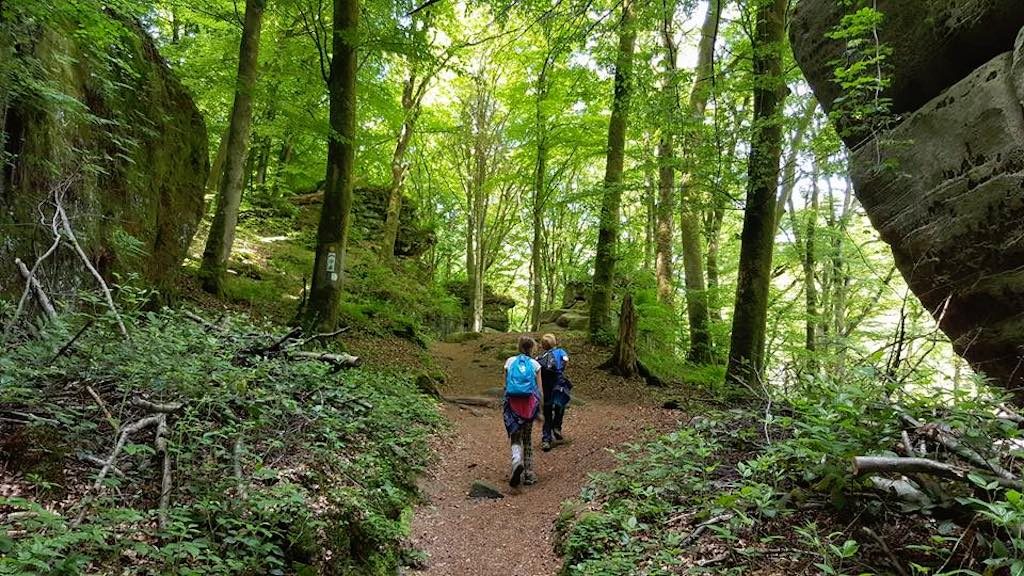 Door de groene bossen.