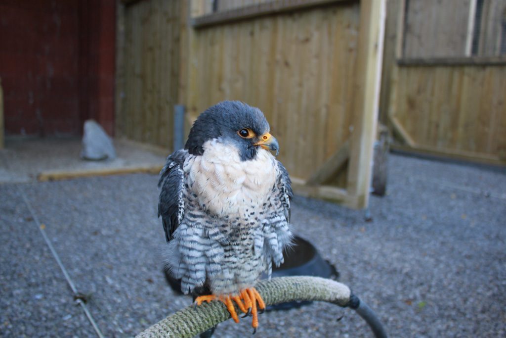 Je kunt de roofvogels van heel dichtbij bekijken in Wildpark Willingen.