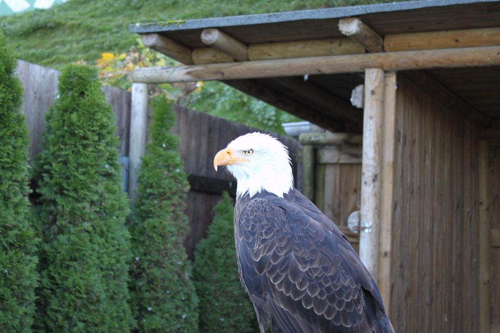 De favoriete vogel van mijn zoon.