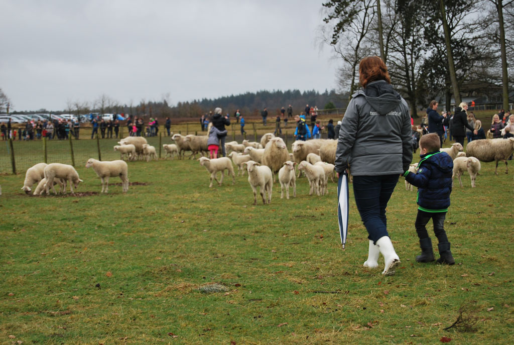 Lammetjesdag Heerde 05 – dwars door de schapen