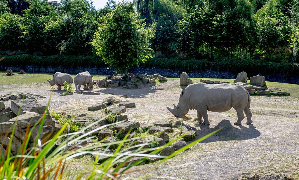 dublin-zoo-07