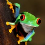 shutterstock_125767664-red-eye frog Agalychnis callidryas