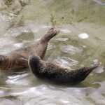 Cornish Seal Sanctuary Cornwall – 10