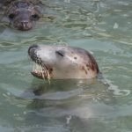 Cornish Seal Sanctuary Cornwall – 11