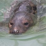 Cornish Seal Sanctuary Cornwall – 17