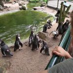 — Van der Valk Avifauna 02 – vogelpark – pinguins