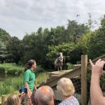 — van der valk avifauna 30 – vogelpark – gier vlakbij