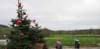 Kerstboom in het Heuvelland