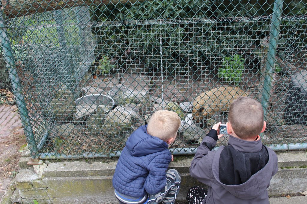 animal-farm-beverwijk-17