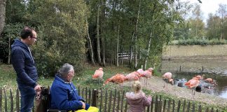 Samen met overgrootvader en papa naar de flamingo’s kijken.