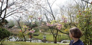 De bloesem begint te bloeien in de Japanse tuin in Hasselt