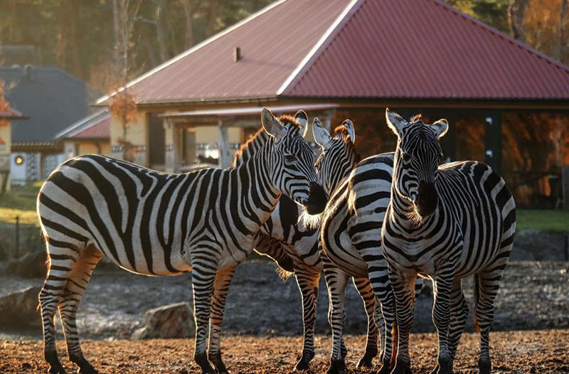 Dierentuin-Beekse-bergen