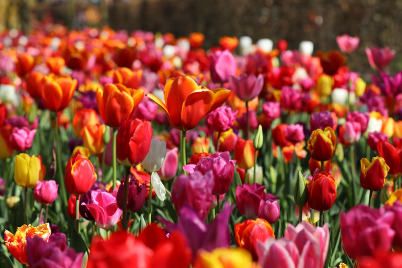 Mooie bloemen in Nederland