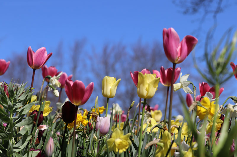 Tulpen in Nederland