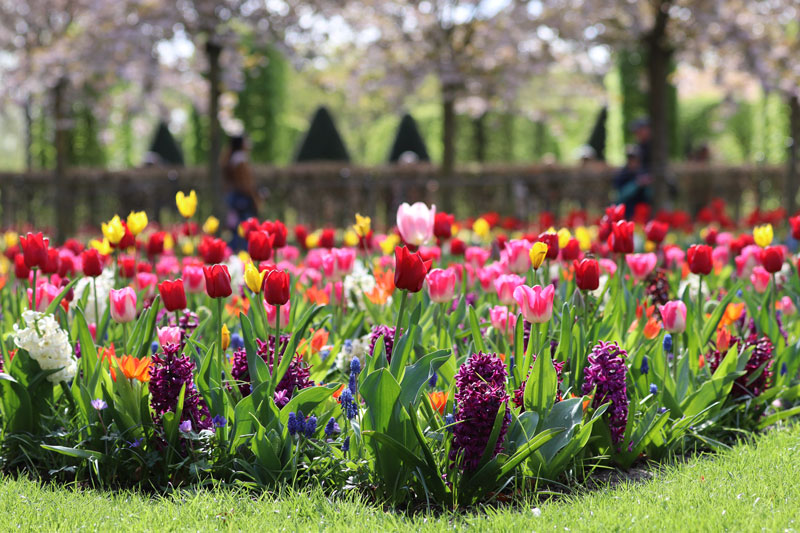 Mooie bloemen bij Keukenhof 2024