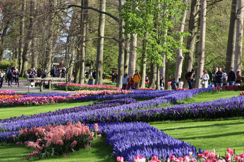 Keukenhof 2024