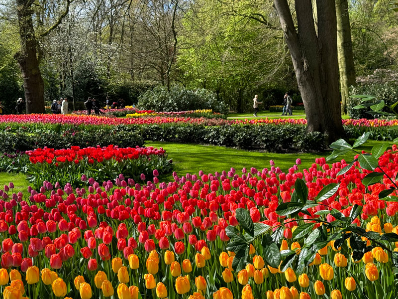 Genieten in Keukenhof - April 2024