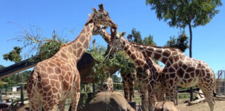 Safaripark-Ravenna-met-kinderen