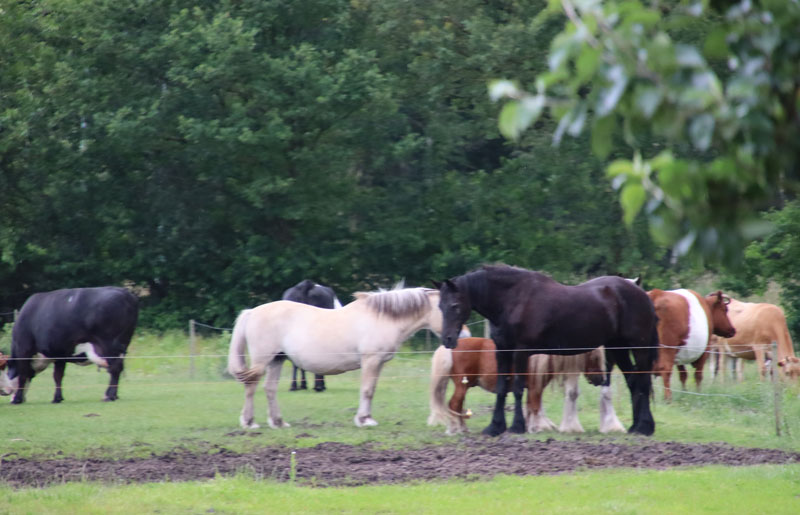 Camping de Norgerberg met kinderen ervaring