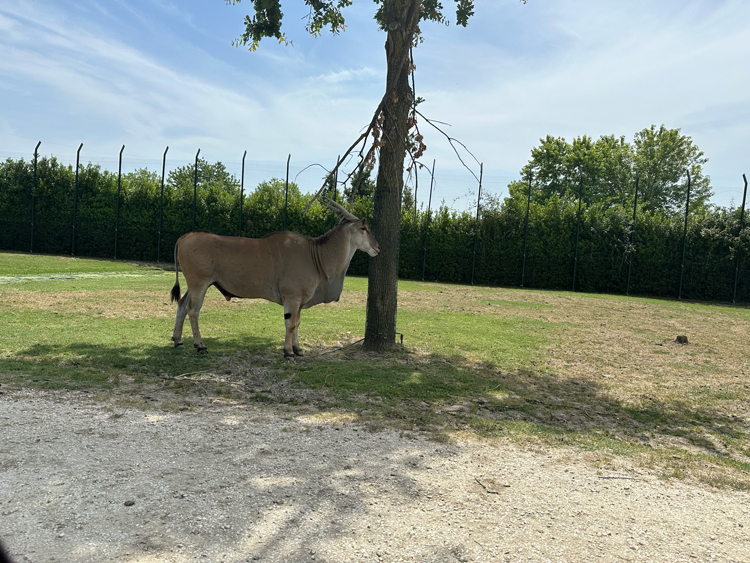 Gazelle Safaripark Ravenna