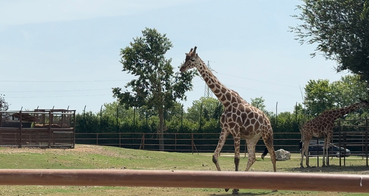 Giraffe Safaripark Ravenna