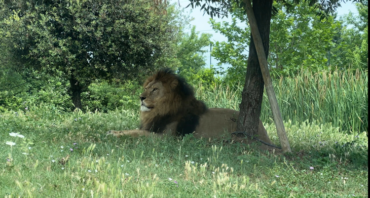 Leeuw Safaripark Ravenna