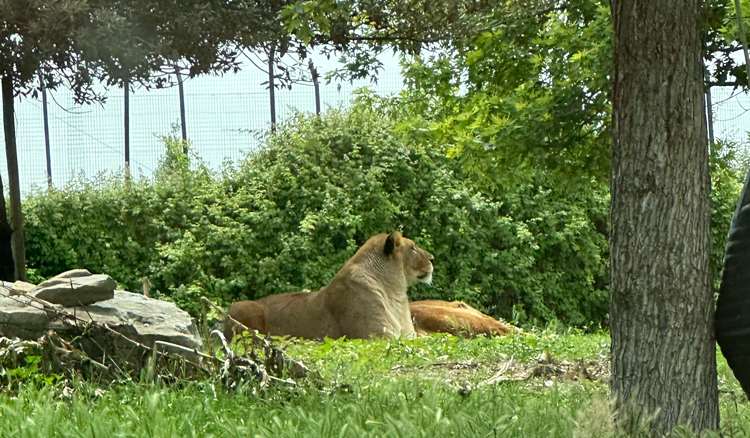 Leeuwin Safaripark Ravenna