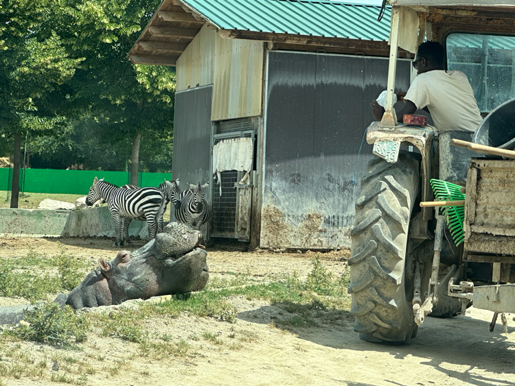 Nijlpaard Safaripark Ravenna