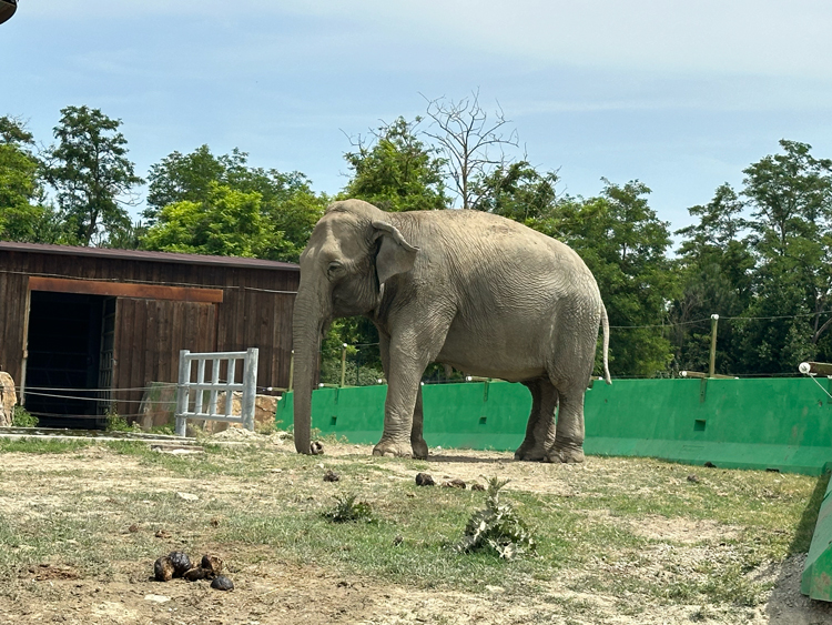 Olifant Safaripark Ravenna