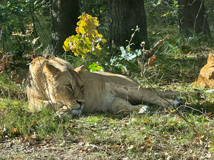 Mooie leeuw in Givskud Zoo