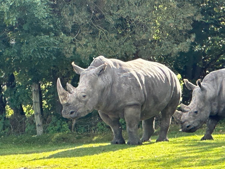 Neushoorn in Givskud Zoo