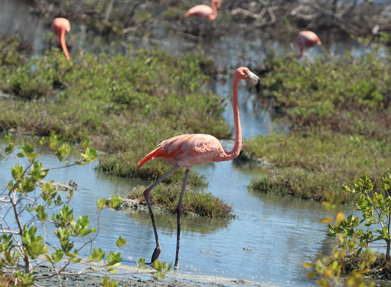 Flamingo's op Bonaire