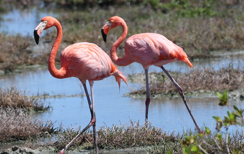 Bonaire met kinderen: onze ervaring! Flamingo