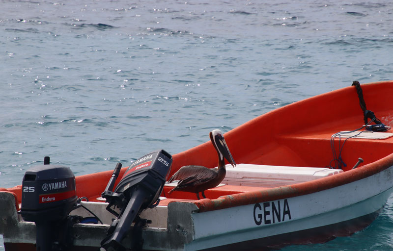 Pelikaan op Curaçao