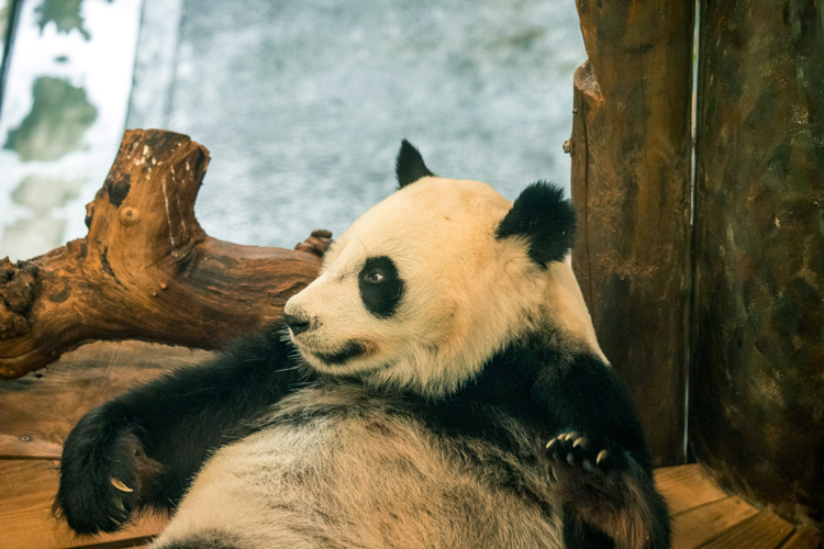 Ouwehands Dierenpark in Rhenen