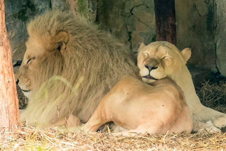 Vakantie Ouwehands Dierenpark