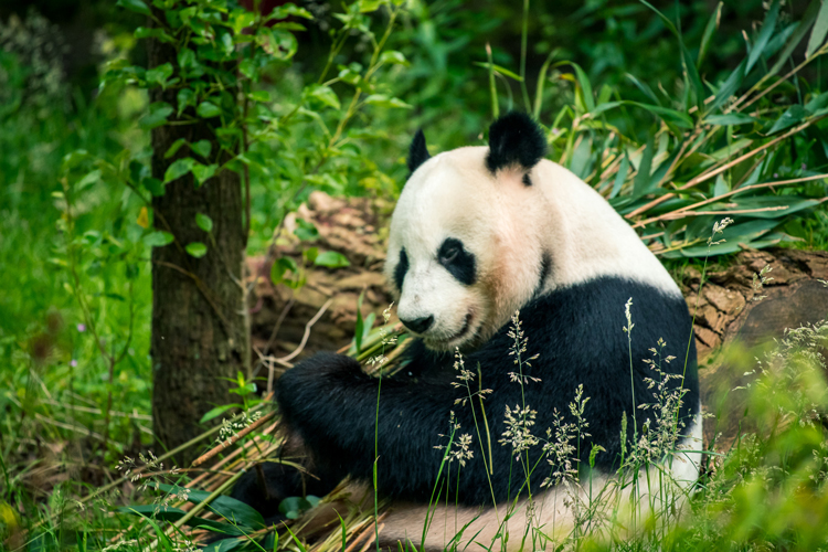 Ouwehands Dierenpark