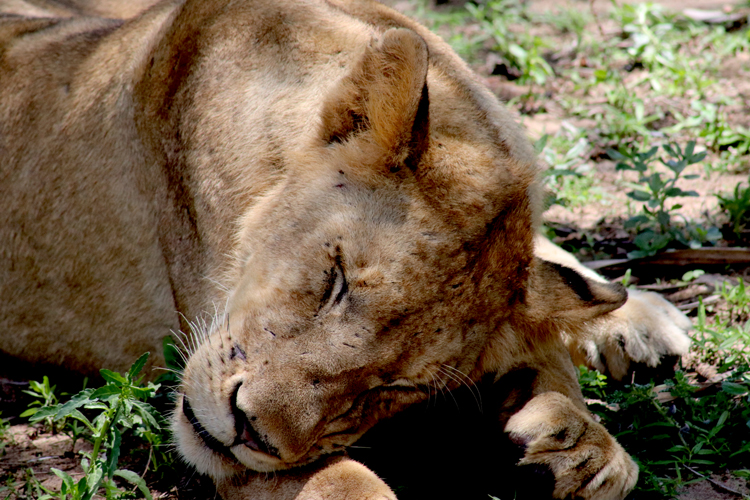 Safari Tanzania met kinderen