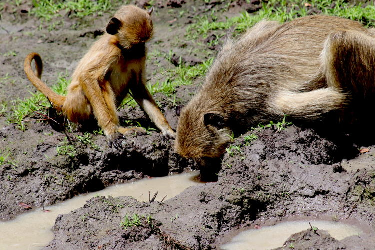 Vakantie Tanzania met kinderen