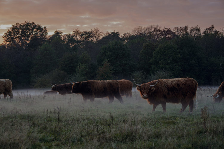 Schotse Hooglanders Huttopia De Roos 