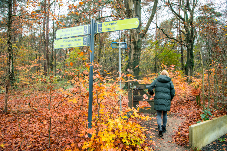 Ravotten in het bos rondom de Thijmse Berg