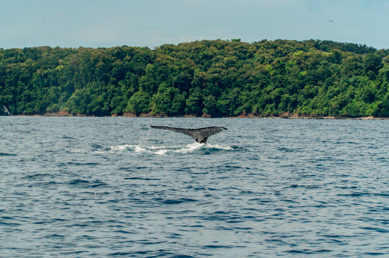 Costa Rica - walvissen spotten!